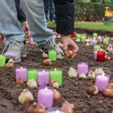 Jährlicher Tag der Blumenzwiebelpflanzung