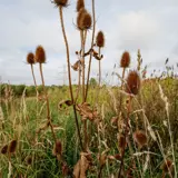 Streufeld Borne  Dreteler 